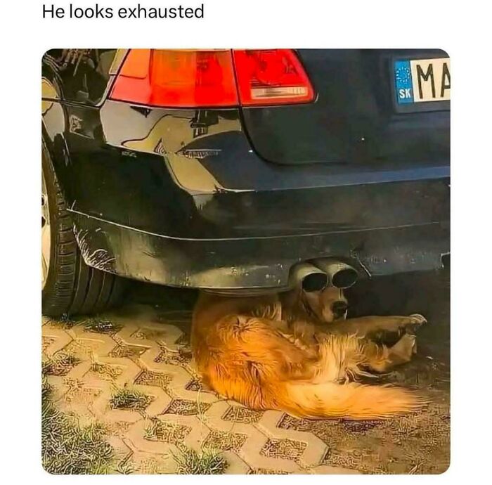 Golden retriever lying under a car with exhaust pipes resembling sunglasses, hilariously stupid and funny moment.