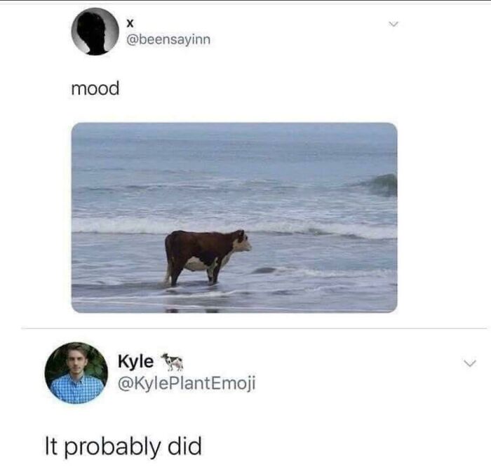 Screenshot of a social media post showing a cow standing in the ocean, fitting hilariously stupid posts with angry upvote comments.