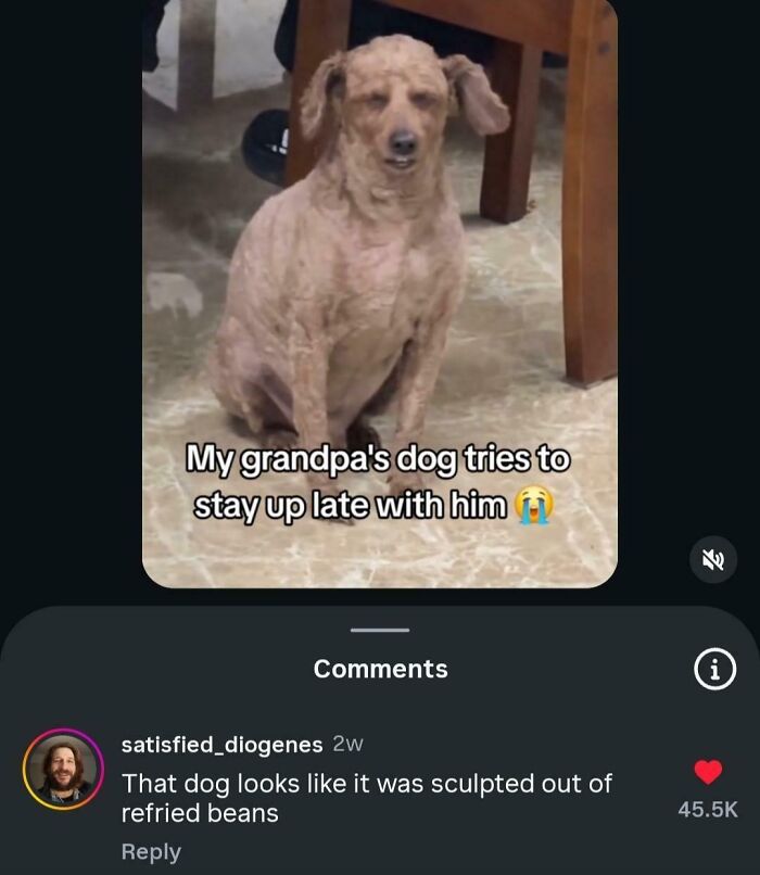 Dog with a funny expression captured in a viral burn, showcasing epic burns that turned insults into art.
