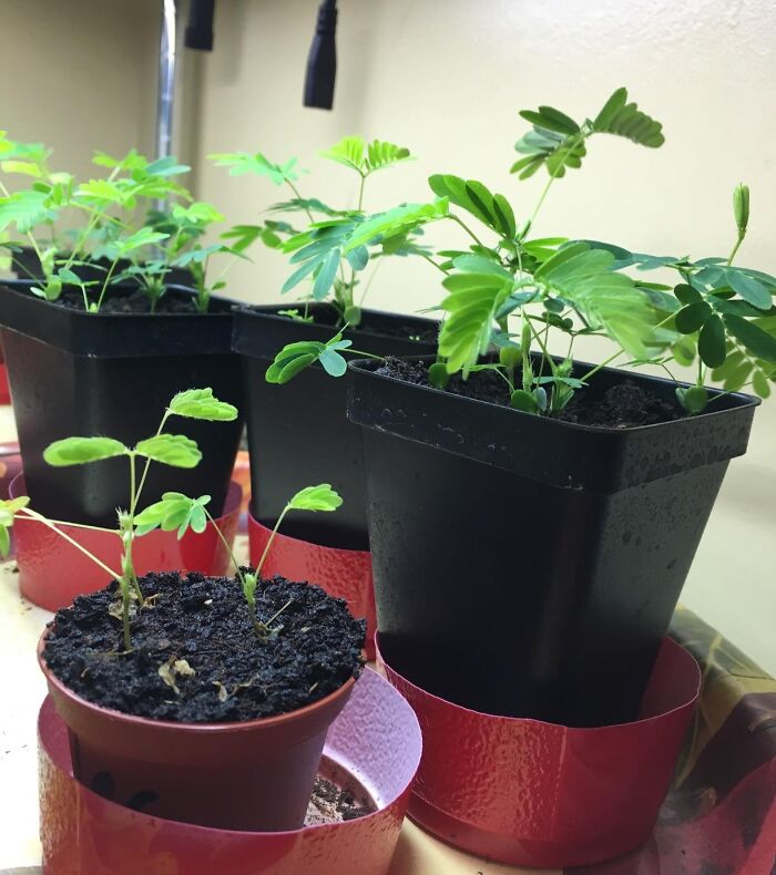 A Packet Of Zombie Plant Seeds Will Allow You To Grow A Tiny, Leafy Friend Who Will Play Dead With The Kind Of Dramatic, Over-The-Top Flair Of A Seasoned Shakespearian Actor