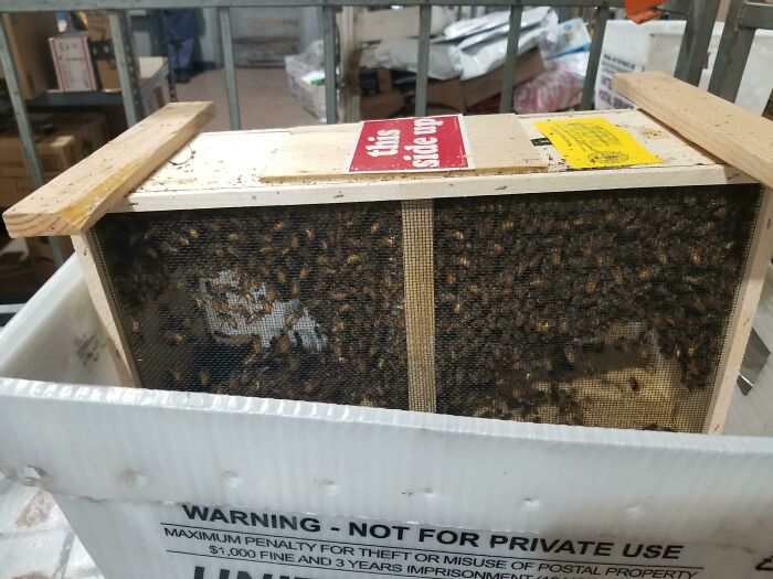 Wooden bee hive box with bees inside, showcasing a unique job that makes a 9-to-5 more fascinating and bearable.