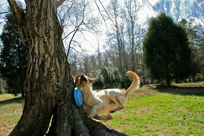 Dog catching a frisbee mid-air beside a tree in a sunny park, a funny and interesting perfect timing photo.