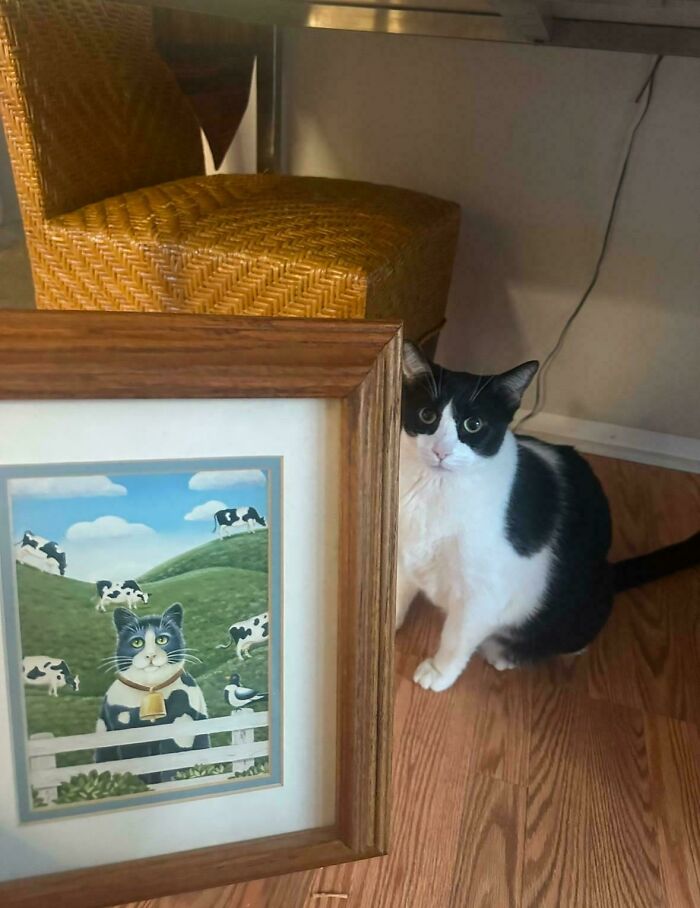Black and white cat sitting beside a secondhand store framed painting of a similar cat with cows on a green hill.