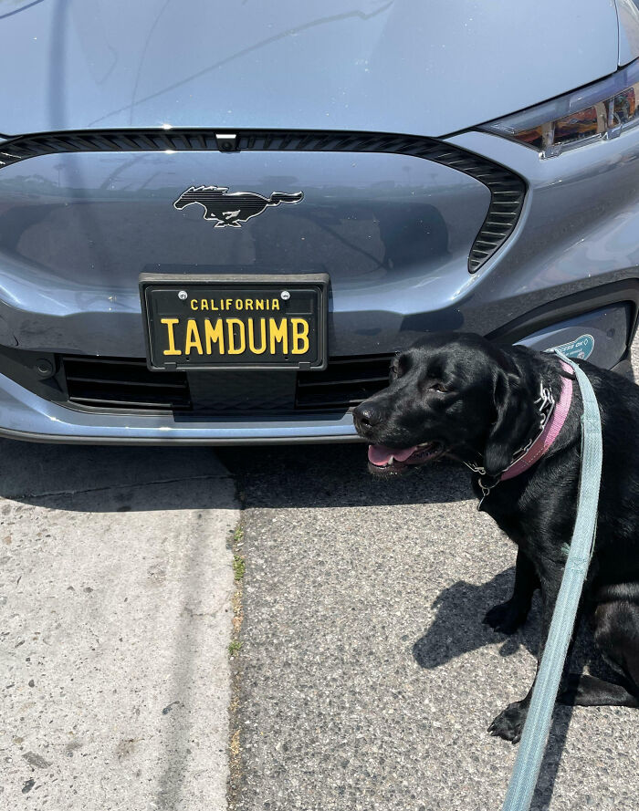 Black car with a personalized California license plate reading IAMDUMB and a black dog sitting nearby on a leash.