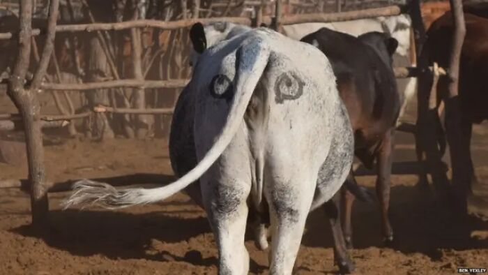 Cow with painted eyes on its rear, showcasing wildlife vet techniques used for animal management and deterrence.