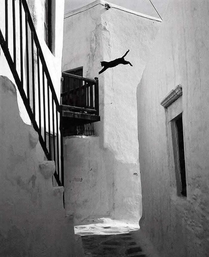 Cat leaping between buildings in a narrow alley, capturing a funny and wholesome animal moment from 121clicks.