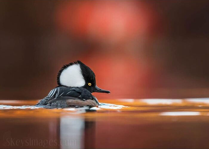 Close-up of a duck swimming peacefully on water capturing wholesome and funny animal moments by 121clicks