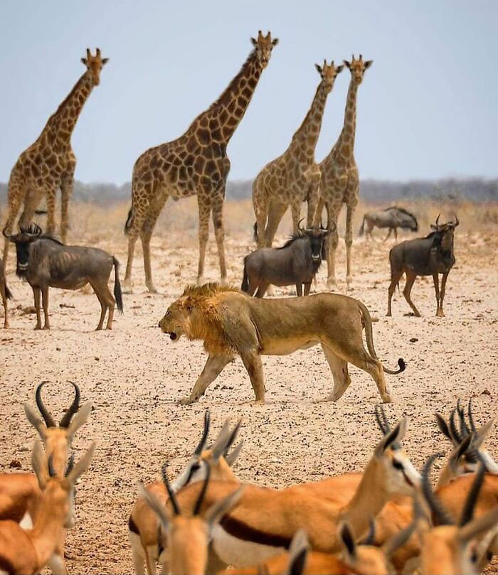 Lion walking among giraffes and antelopes in a dry landscape capturing wholesome and funny animal moments shared by 121clicks.