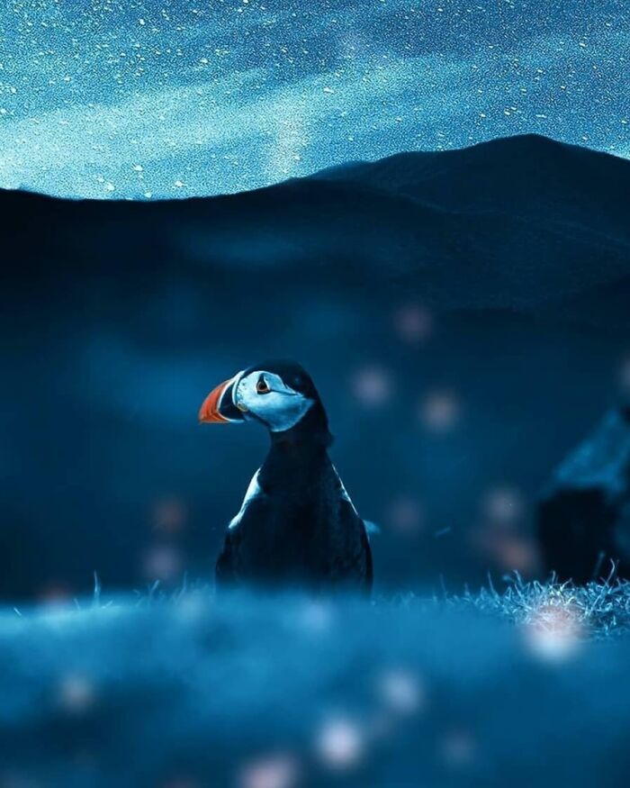 Puffin standing on grass at night with stars above, capturing a wholesome and funny animal moment.