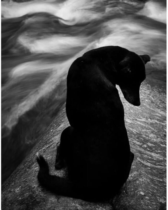 Black dog sitting on rock by flowing river, capturing a wholesome and funny animal moment in nature photography.
