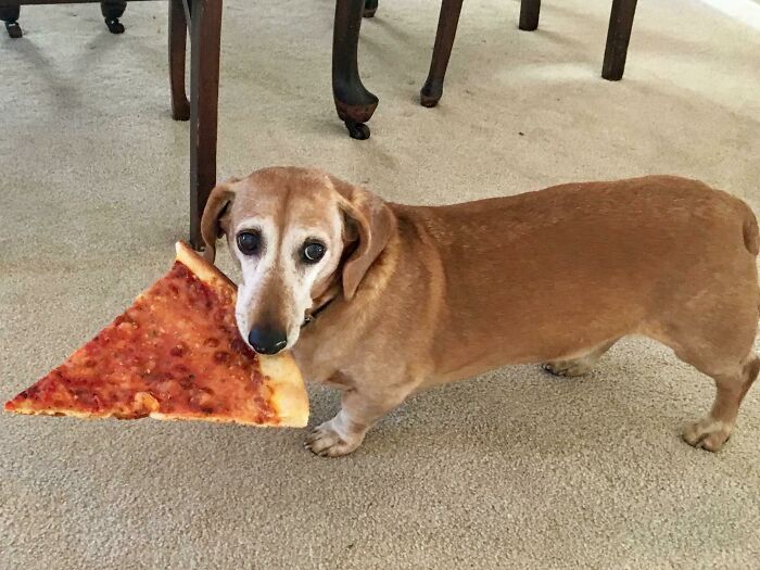 Dachshund caught stealing a large slice of pizza under a dining table, showcasing sneaky pets trying to steal food.