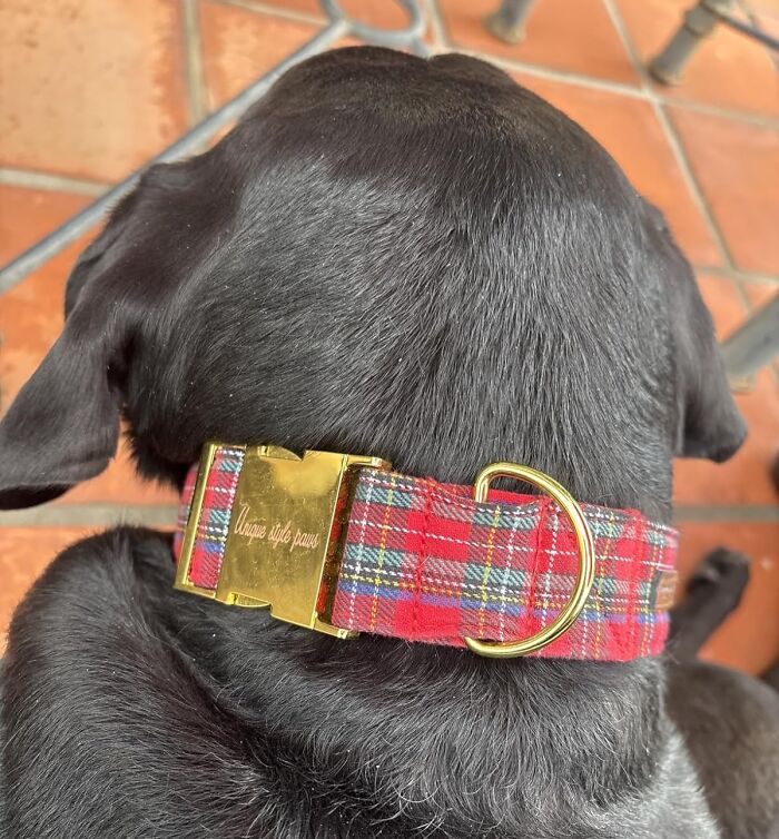 A Festive Plaid Collar Will Make Your Pet Look Less Like A Freeloader Who Lives In Your House And More Like A Distinguished, Holiday-Ready Member Of The Family Who Is Just Waiting For Their Sherry And A Nice, Long Nap