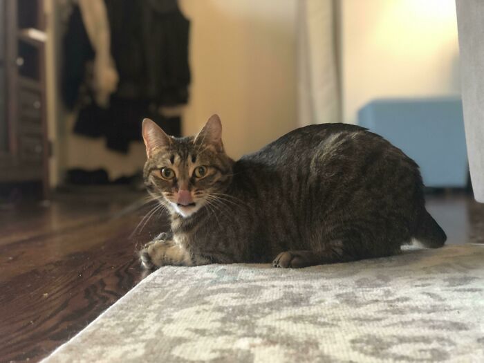 Tabby cat captured at the perfect time licking its lips while lying on a rug, showcasing a funny and interesting moment.