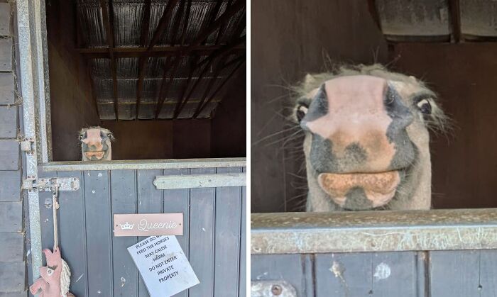 A funny and weird perfectly timed photo of a horse peeking over a stable door with a sign saying Queenie.