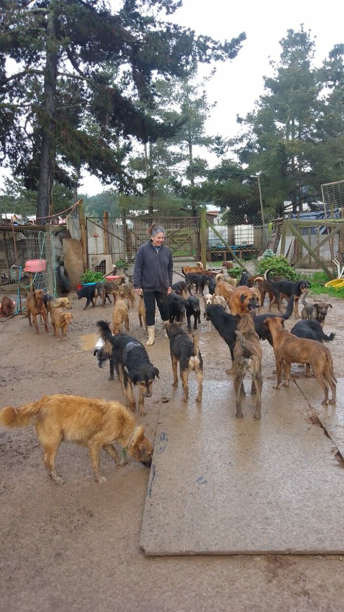Woman caring for many homeless dogs outdoors at a sanctuary in a fenced area surrounded by trees and shelter structures.