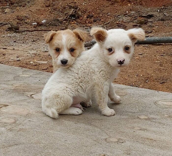 Two small puppies sitting outdoors on a concrete surface in a sanctuary for homeless dogs.