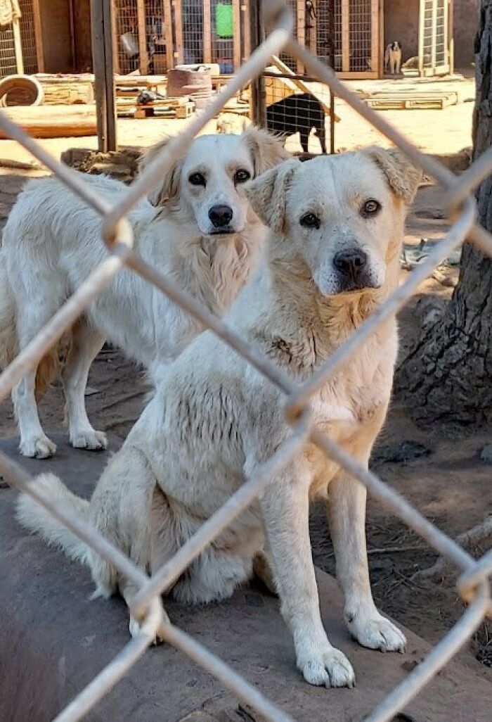 Two white dogs behind a chain-link fence in a sanctuary for nearly 200 homeless dogs.