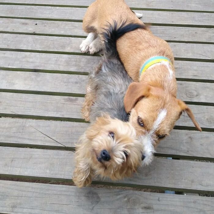 Two playful dogs on a wooden deck, illustrating a sanctuary for nearly 200 homeless dogs cared for by a dedicated woman.
