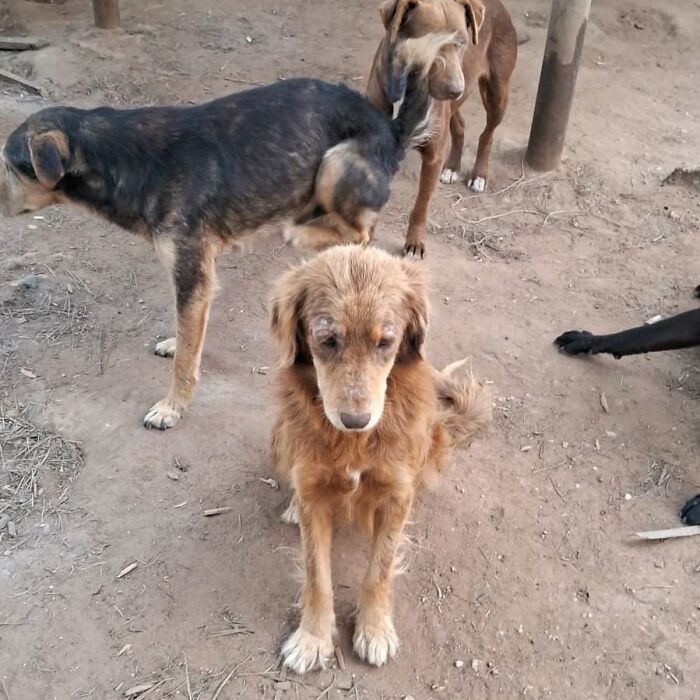 Several homeless dogs gathered outside on dirt ground in a sanctuary providing shelter and care.