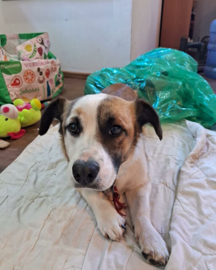 Homeless dog resting on a blanket inside a home sanctuary filled with toys and supplies for rescued dogs.