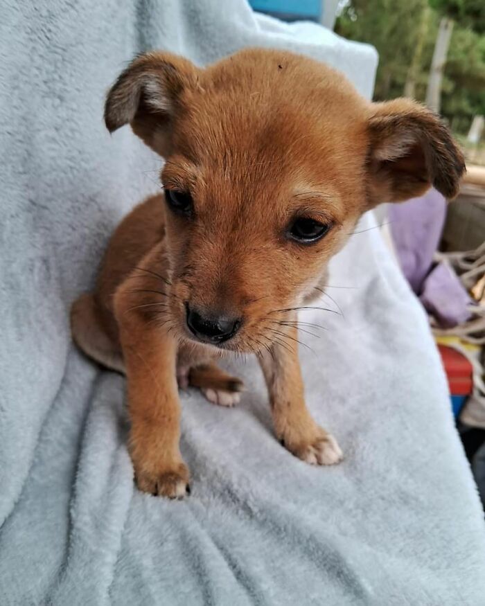 Small brown homeless puppy sitting on a soft blanket in a home sanctuary for dogs rescued by a woman.
