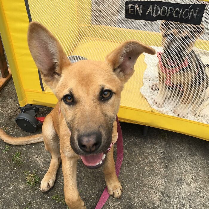 Happy dog in front of a yellow enclosure with another dog inside, part of a homeless dog sanctuary.