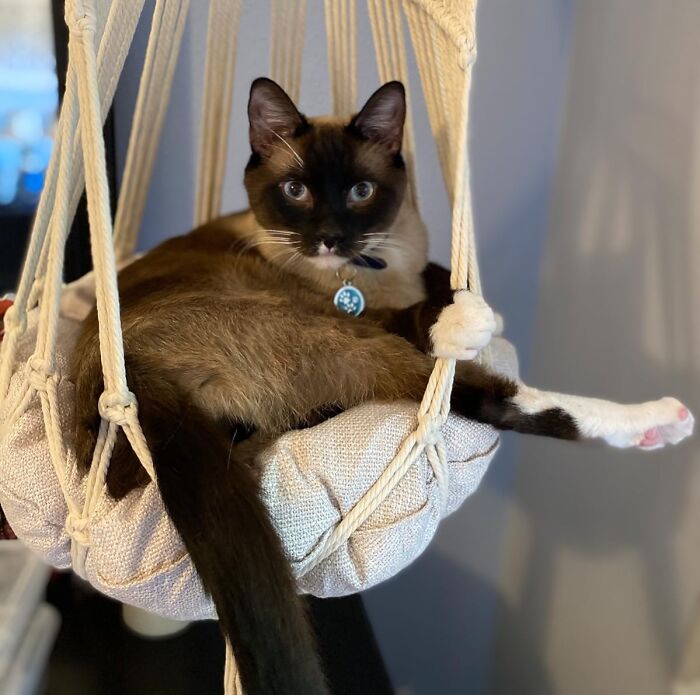 A Macrame Cat Hammock Will Finally Give Your Cat The Bohemian And Very Nap-Able Lifestyle It Has Always Dreamed Of