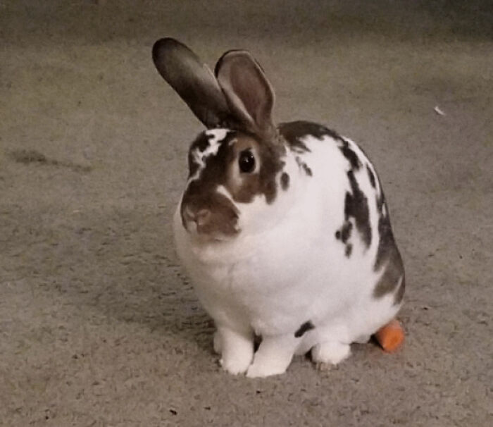 Spotted sneaky pet rabbit on carpet with a small carrot, caught trying to steal food in a playful moment.