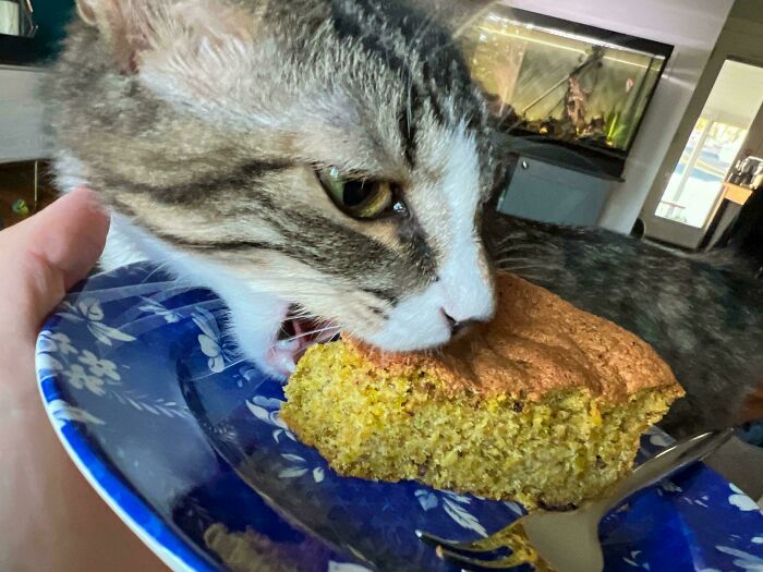 A sneaky pet cat caught trying to steal food by biting a piece of cake on a blue floral plate indoors.