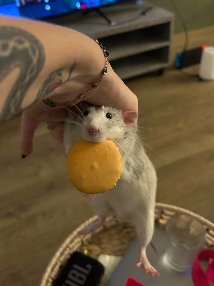 Small pet caught stealing food holding a cracker in its mouth while being gently held by a tattooed arm.