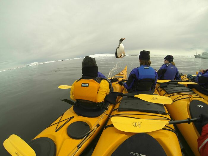 Kayakers in bright gear capture a funny, interesting and weird pic of a penguin jumping perfectly between them on calm water.