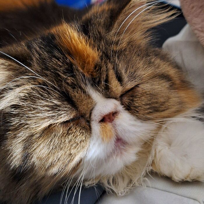 Close-up of a fluffy cat sleeping peacefully after being a sneaky pet caught trying to steal food.
