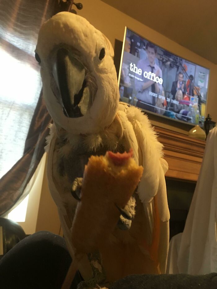 Parrot caught trying to steal food, holding a corndog inside a cozy living room with a TV in the background.