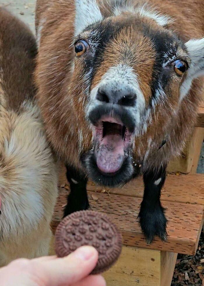 Goat with mouth open reacting to an Oreo cookie held by a person, captured in a funny perfect timing moment.