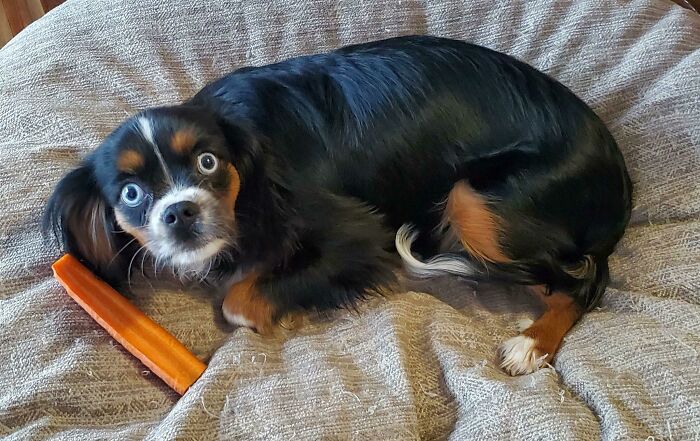 Small black and brown dog with heterochromia lying on a blanket beside a treat, caught trying to steal food.