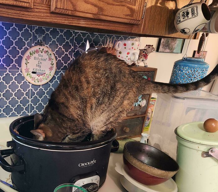 Tabby cat caught sneaking food from a crock-pot in a kitchen, showcasing sneaky pets trying to steal food but getting busted.
