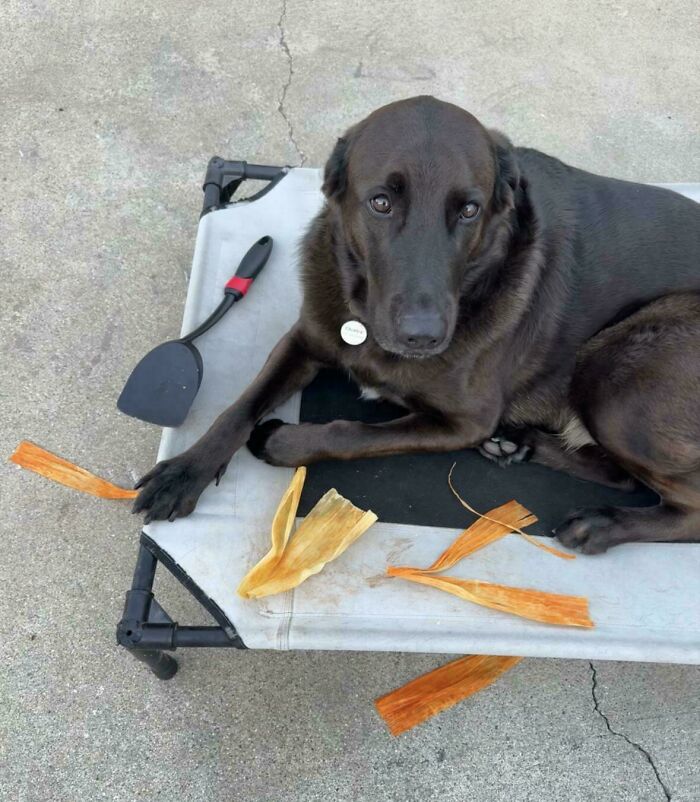 Dog caught stealing food, lying on a raised bed with torn food scraps around on a concrete floor.