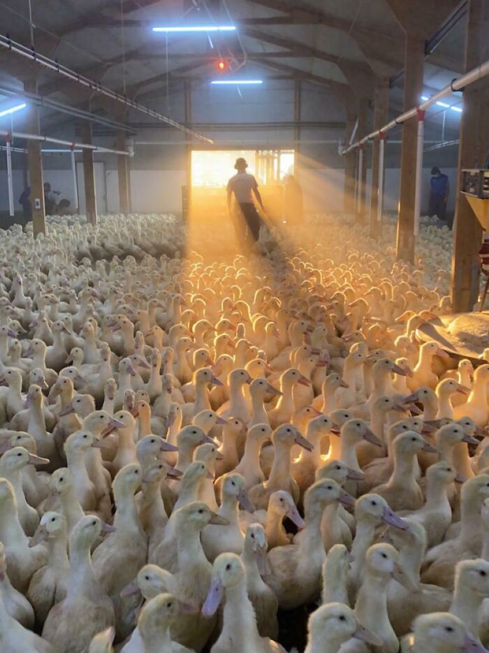 Farm worker walking through a large indoor duck farm with sunlight streaming in, showcasing unique job environments.