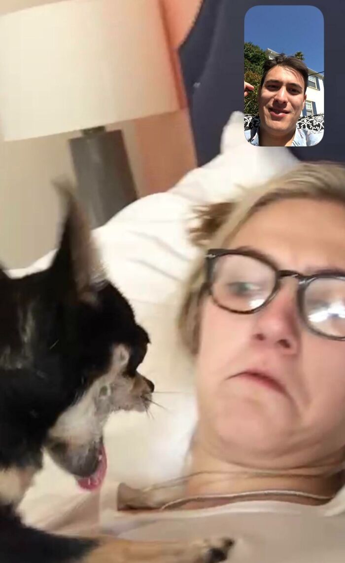 Funny and interesting pic of a shocked woman lying in bed with a small dog and a man on a video call taken at the perfect time