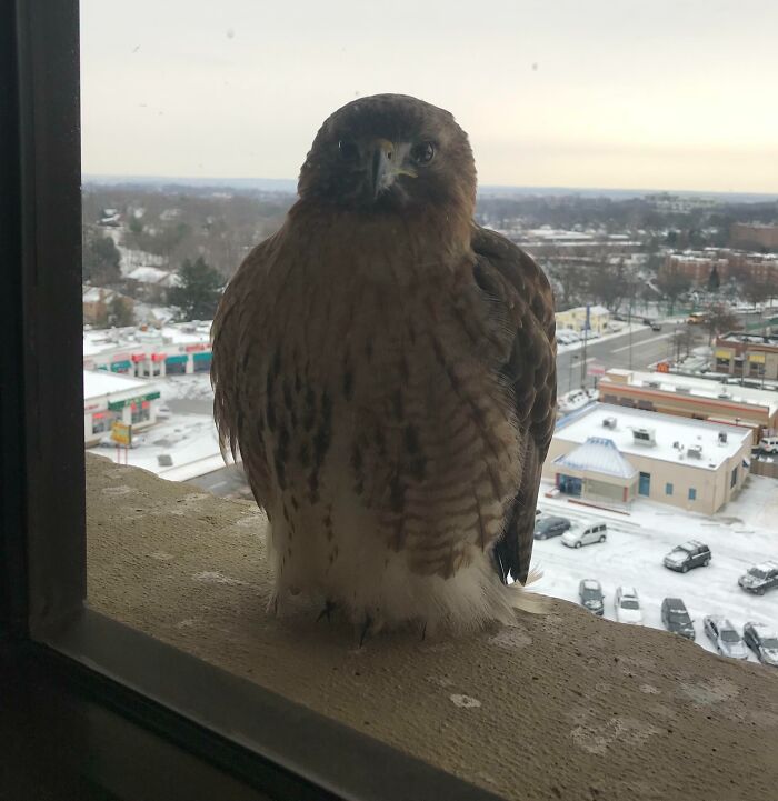 Hawk perched on a high window ledge overlooking a snowy urban landscape during a typical 9-to-5 workday.
