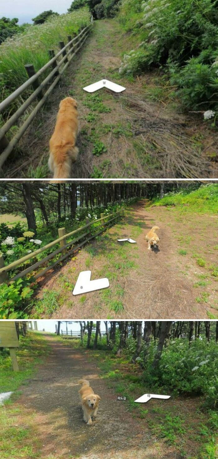 Golden retriever on a forest path alongside survey markers, showcasing interesting jobs that make a 9-to-5 more bearable.