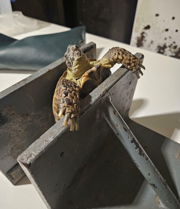 Turtle being examined or held in a metal clamp, showcasing unusual jobs that make a 9-to-5 more bearable.