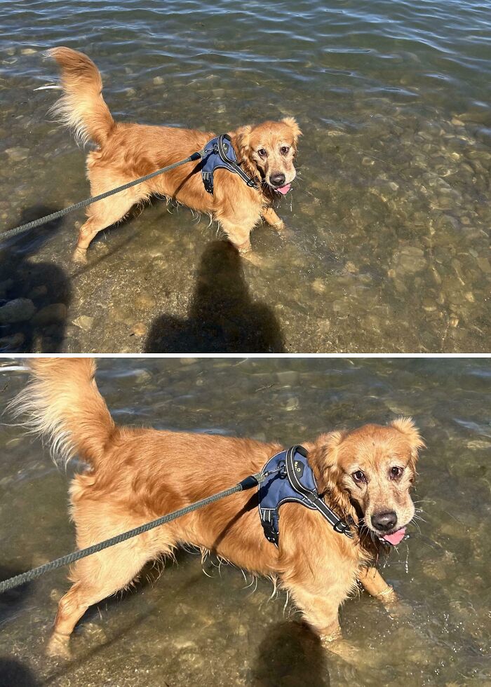 Golden retriever standing in clear water with a leash and harness, captured in a funny and interesting perfect timing pic.