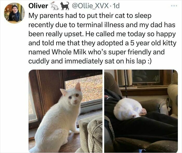 Tweet about adopting a friendly white cat named Whole Milk with two photos showing the cat indoors.