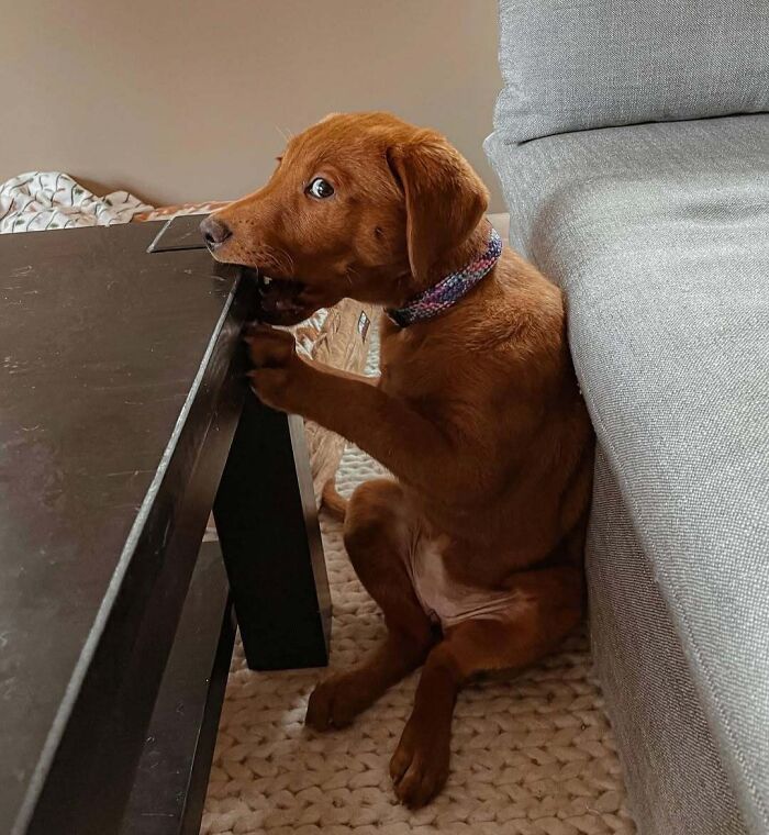 Puppy caught at the perfect time trying to bite the edge of a black table in an interesting and funny moment.