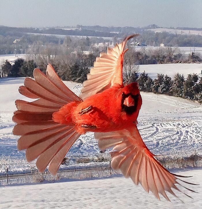 Bright red cardinal bird caught mid-flight over a snowy landscape in a funny and interesting perfect timing pic.