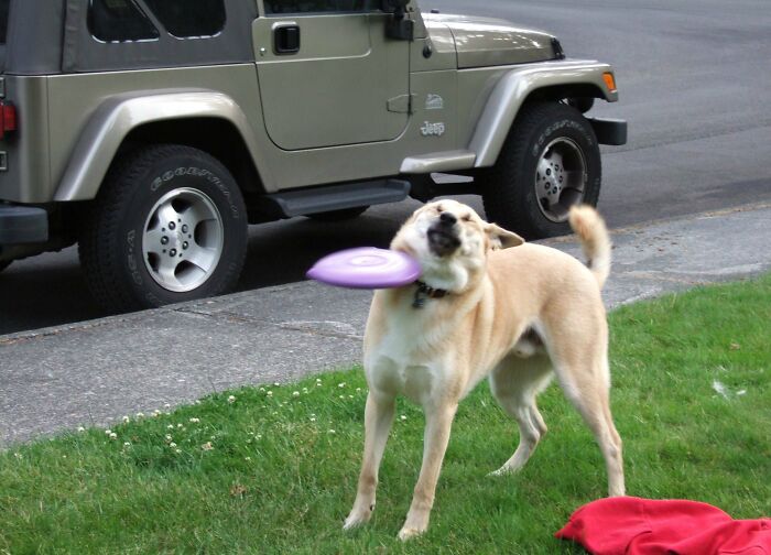 Dog catching a frisbee mid-air in a funny and weird pic taken at the perfect time outside on the grass near a parked Jeep.