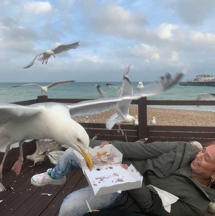 Seagull stealing food from woman by the seaside in one of the funny, interesting and weird pics taken at the perfect time