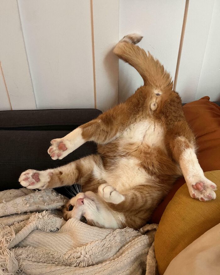 Funny and weird pic of a cat captured at the perfect time while lying upside down on a couch with paws in the air.
