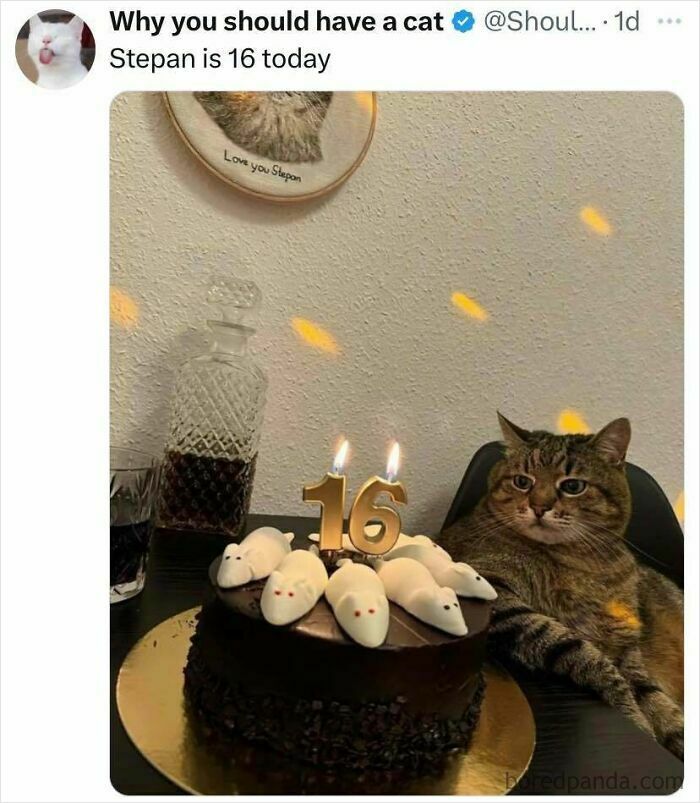 Birthday cake with mouse decorations and number 16 candles next to a relaxed cat, cheerful memes about cats and celebrations.